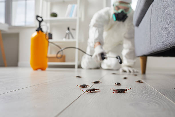 Commercial Rodent Management in Tybee Island
